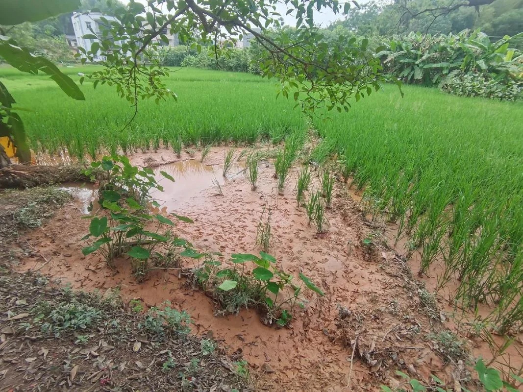 梦见晒谷子被大雨冲了-梦晒谷遭雨冲