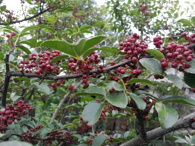梦见摘花椒什么梦_1