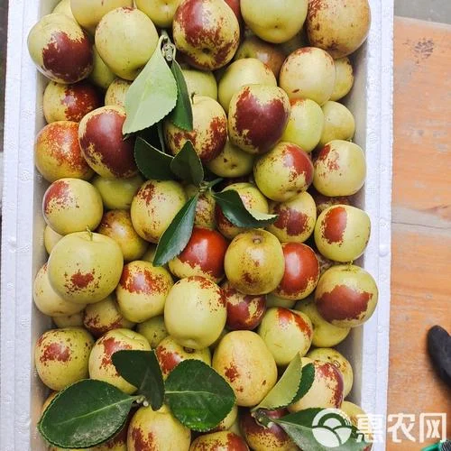 冬枣价格一亩产多少斤_1