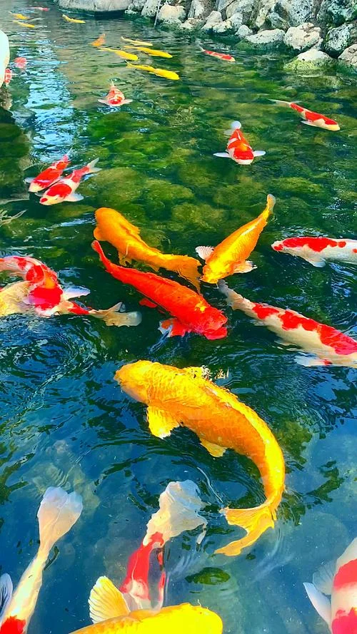 梦见水中有鱼游好吗_2
