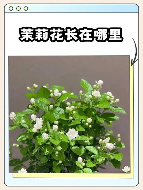 茉莉花期到几月_1