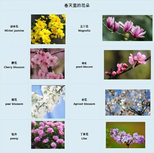 樱花用英语怎么写_1
