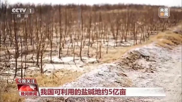 盐碱地治理一亩多少钱_1