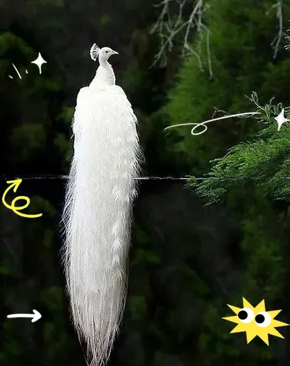 梦到白孔雀_1
