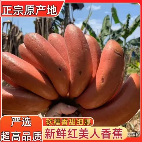 红皮的香蕉叫什么蕉-红皮香蕉名各叫