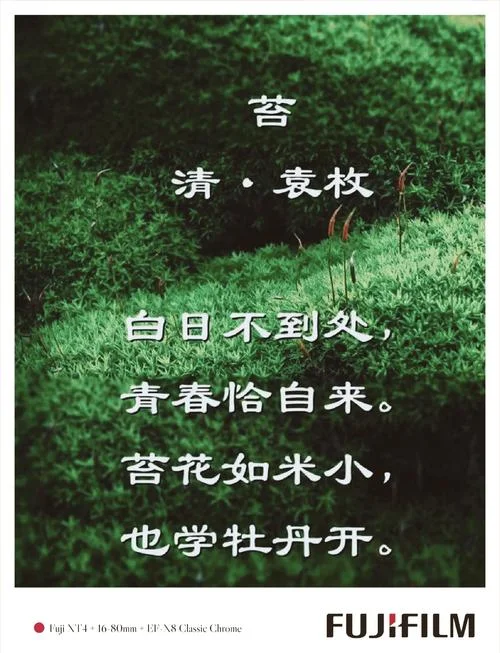苔袁枚感悟_1