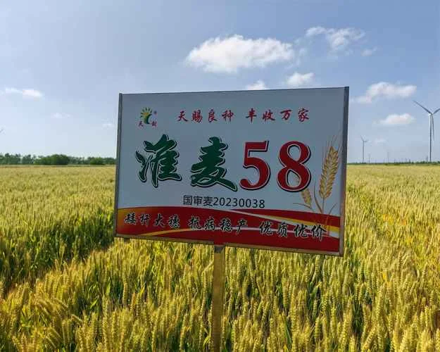 淮麦20一亩地多少公斤_2