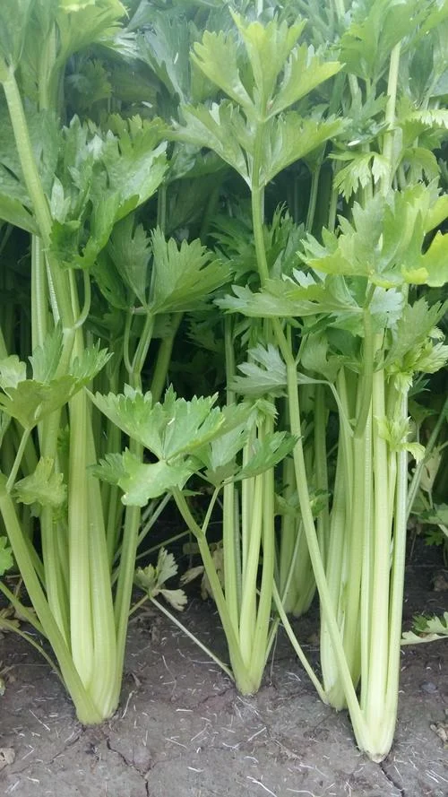 芹菜一亩能产多少_2