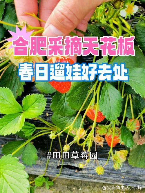 摘草莓是几月份_1