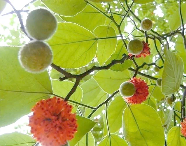 假杨梅叫什么水果名字_1