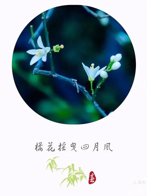 橘春是几月_1