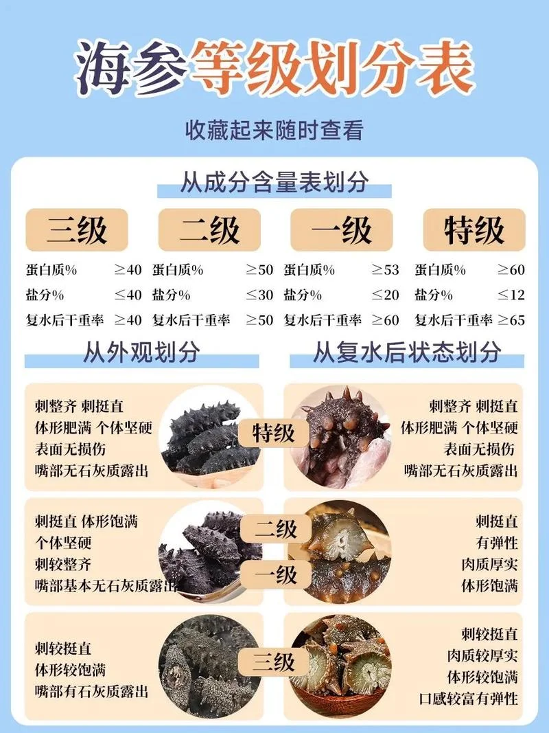 海参出自哪里_1