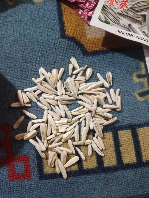 梦见黑葵花籽_1