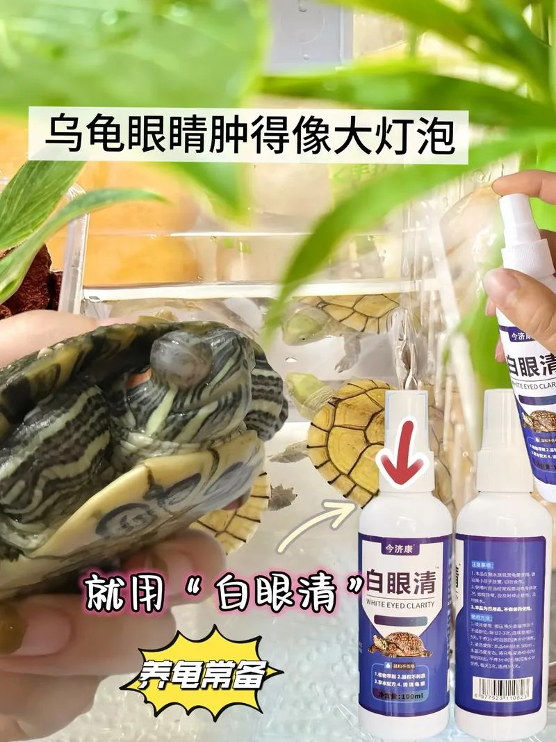 草龟烂眼睛怎么办-草龟烂眼怎么办