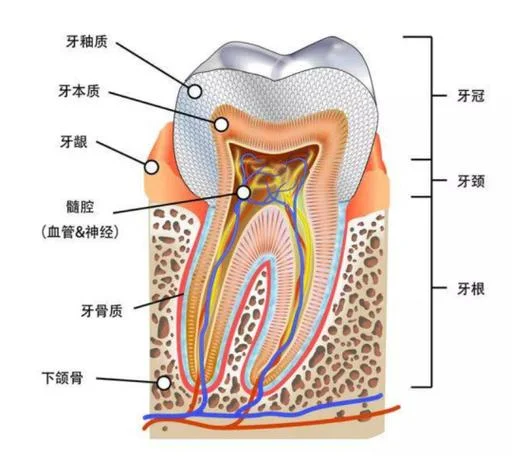 牙齿内部叫什么_1