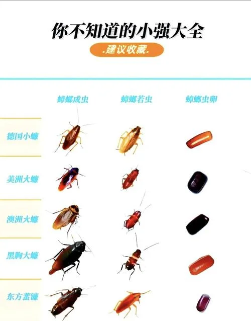 梦到很多蟑螂代表什么_2