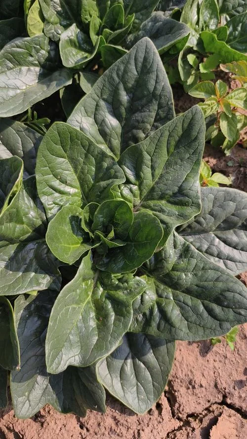 菠菜一亩地能产多少斤_2