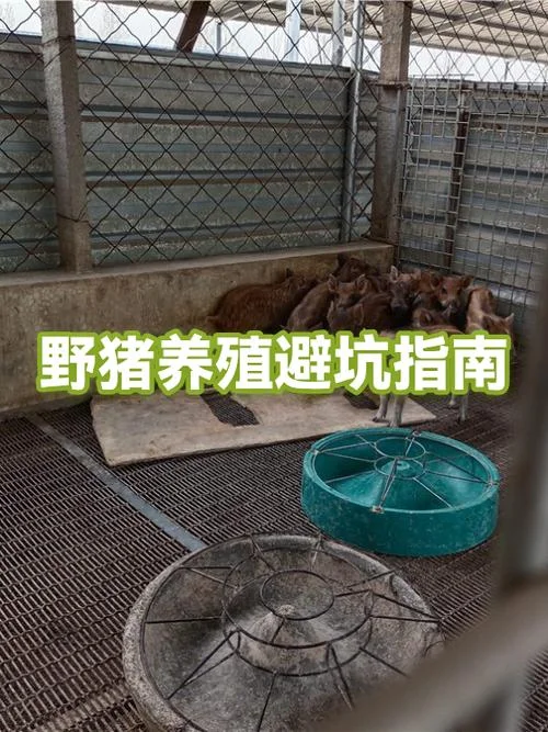 野猪养殖技术去哪学_1