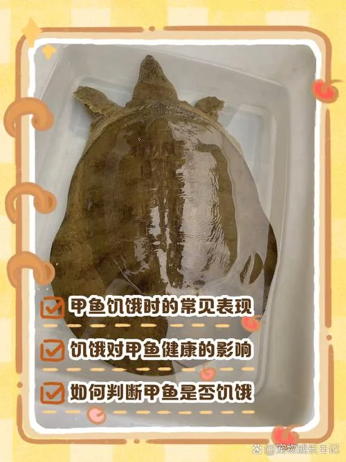 甲鱼几月份开始进食-甲鱼几月进食