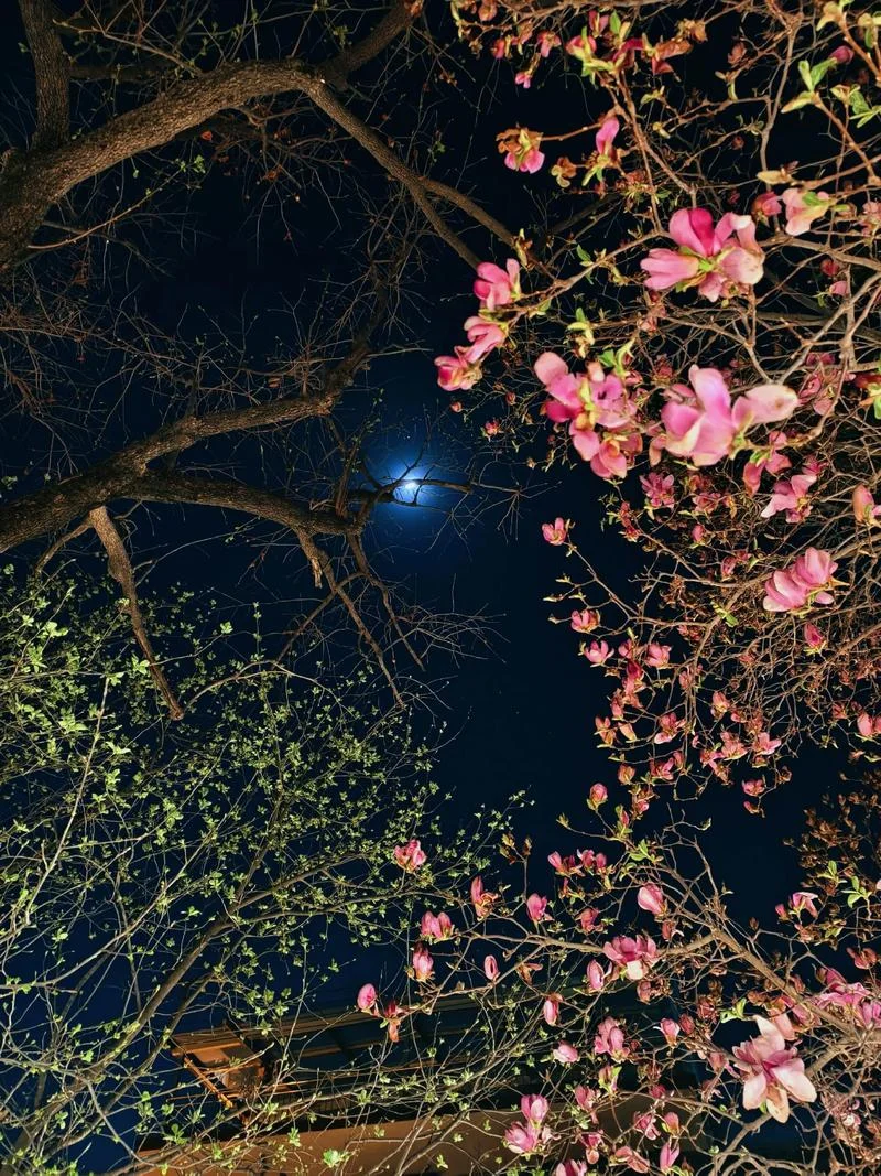 一树繁花的出处_1