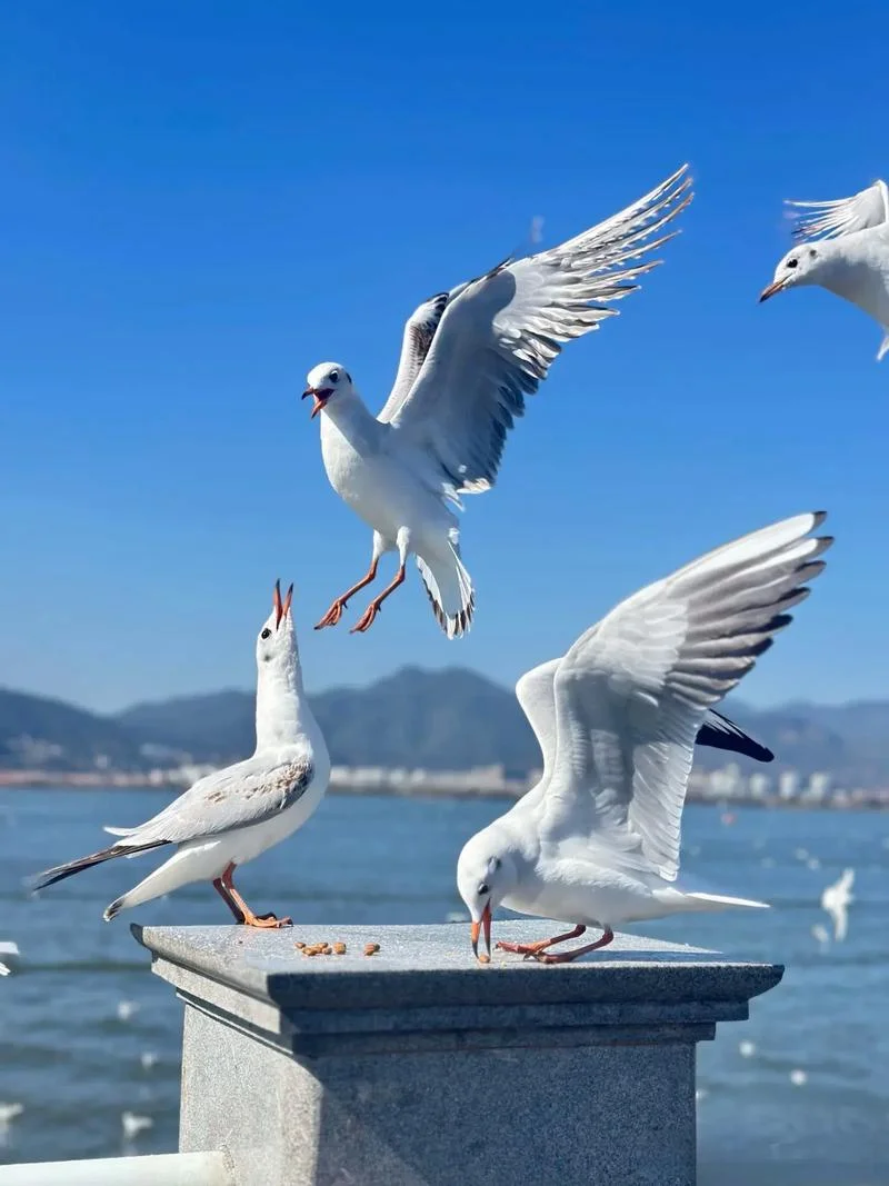 滇池海鸥几月份有-滇池海鸥几月有