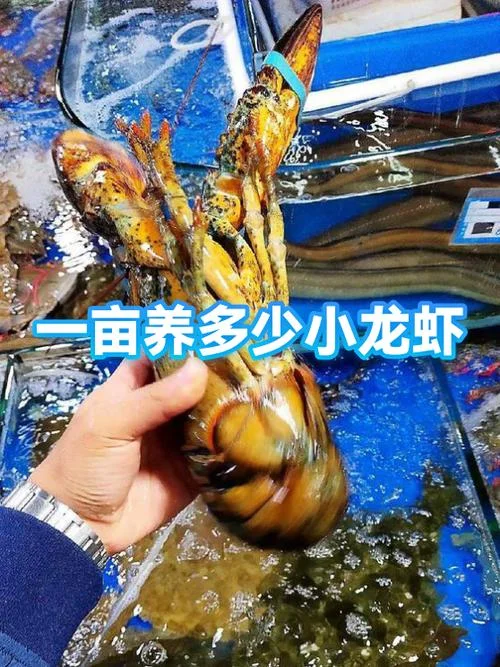 一亩小龙虾产量是多少_2