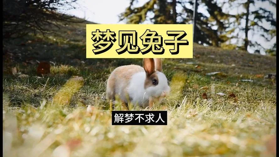 周公解梦孕妇梦见兔子_1
