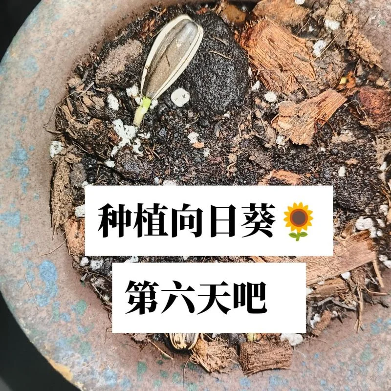 北方向日葵几月份播种_1