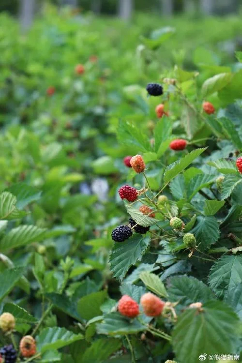 树莓别名叫什么-树莓别称是“aspberry