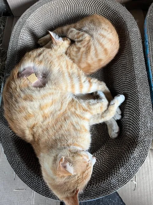 梦见大橘猫生崽-梦橘猫产仔