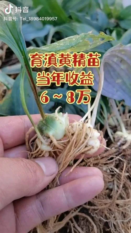 一亩黄精成本要多少_1