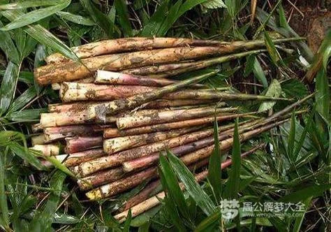 梦见搬竹笋什么预兆-梦见搬竹笋预示好运