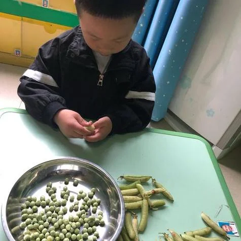 梦见豆子出来了_2