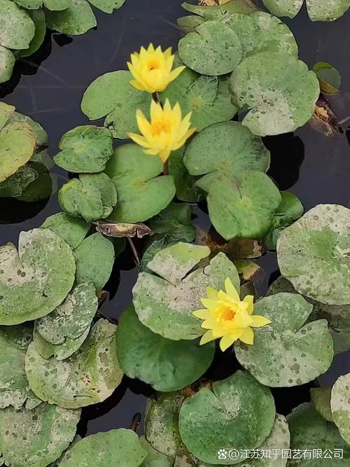 水生植物公司起名_1