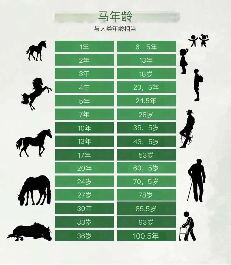 属马的今年多大年龄2024_2