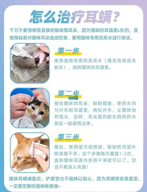 猫咪耳朵进水了怎么办-猫咪耳朵进水怎么办