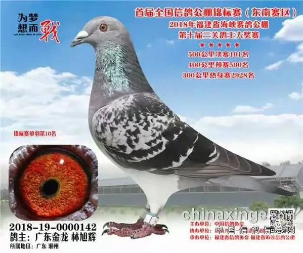 金龙工棚加战成绩2015_1