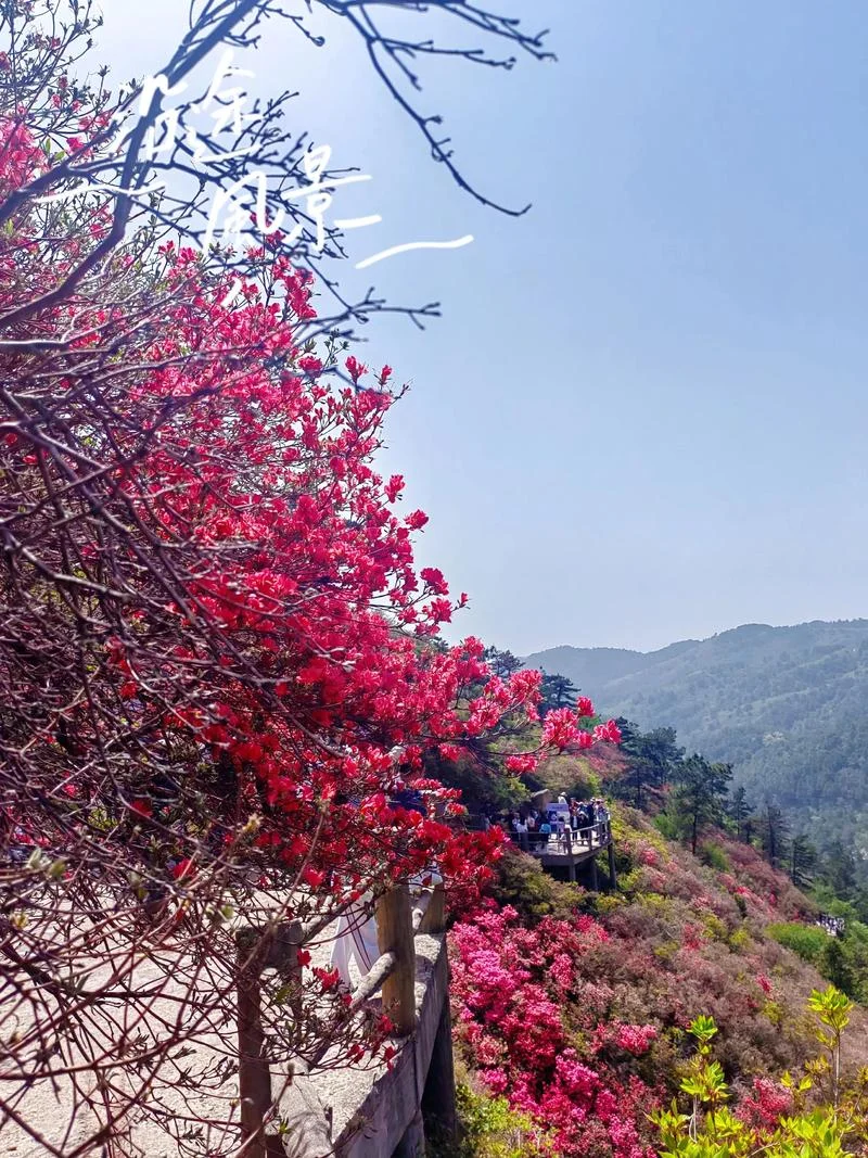 杜鹃花开的地方感悟-杜鹃花开感悟