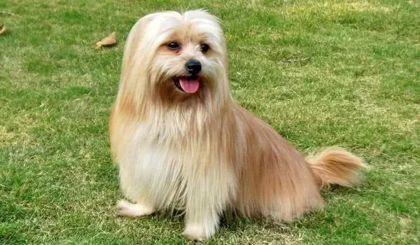 长须牧羊犬叫什么_1