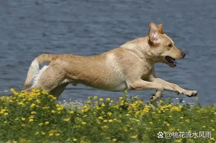 梦见狗追我我就跑_1