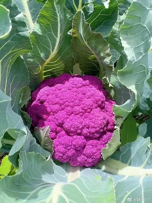 花椰菜图片又叫什么_1