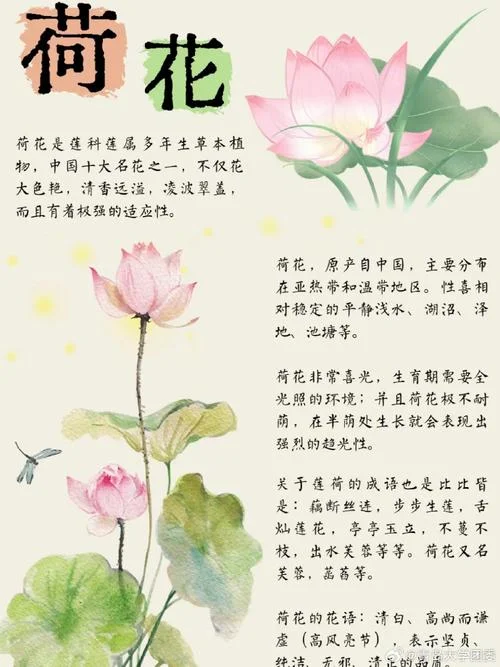 不深不浅种荷花出处_1