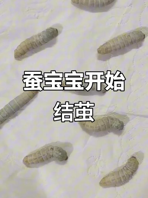 梦到蚕结茧是什么意思_1