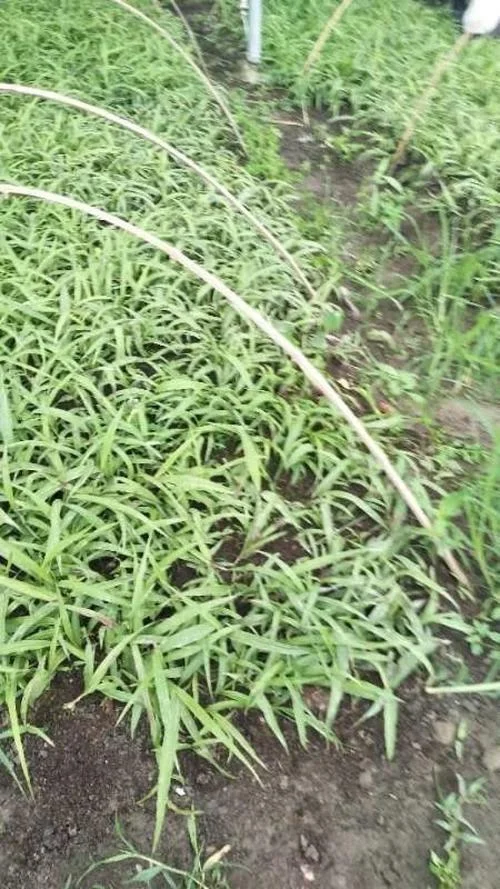 一亩白芨种多少苗_1