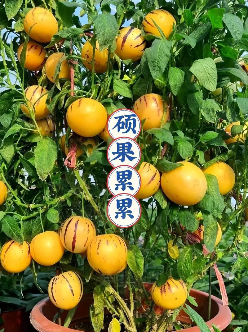 人参果1亩要多少树苗_1