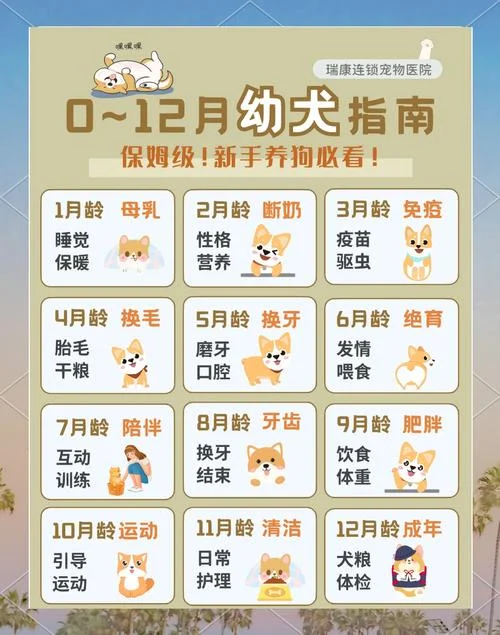 2018属狗几月出生最好_1