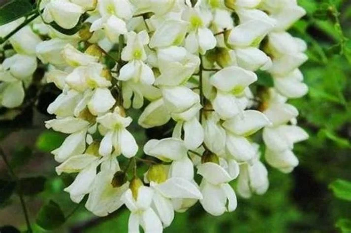 孕妇梦见槐花开满树摘槐花-孕妇梦摘槐花