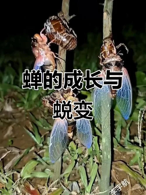 蝉蜕龙变出自哪里_2