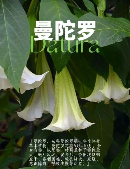 曼陀罗别名叫什么-曼陀罗别称