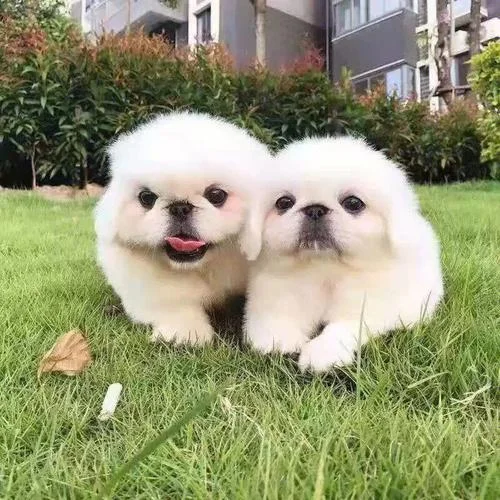 梦见一条纯白色大狮子狗跟着我_1